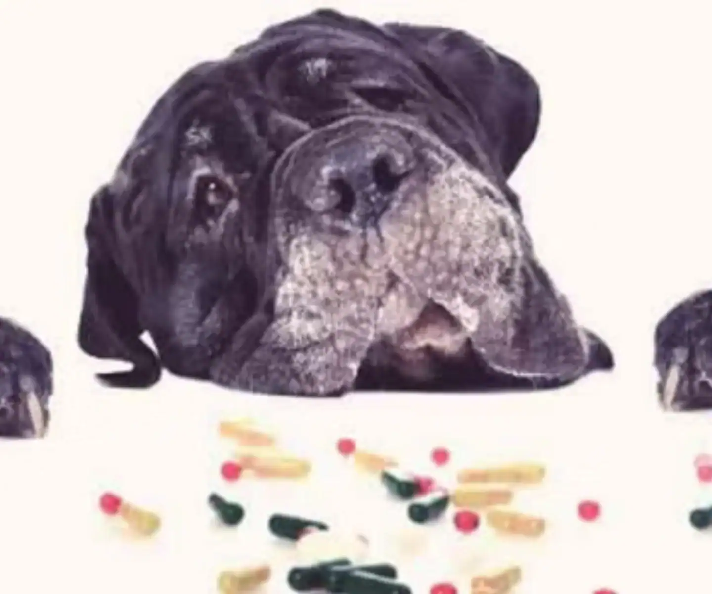 Dog lying with scattered pills and capsules on a white surface.
