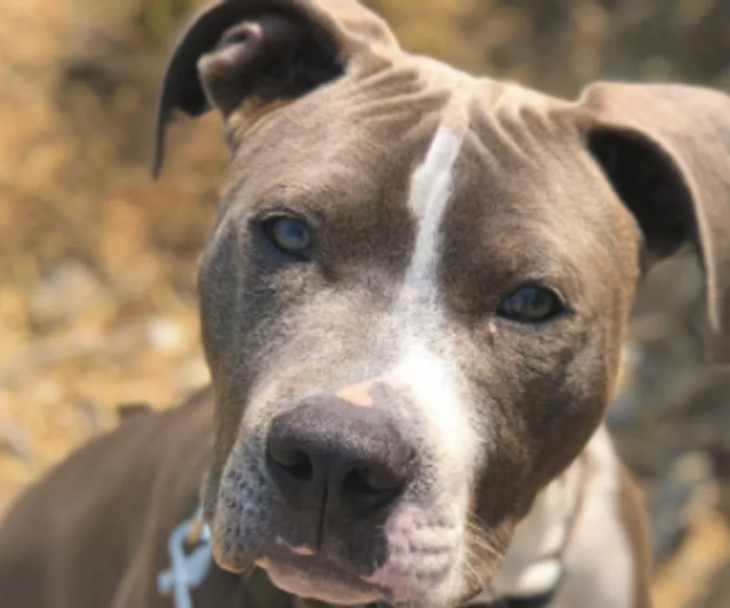 Close-up of a gray and white dog with blue eyes outdoors.