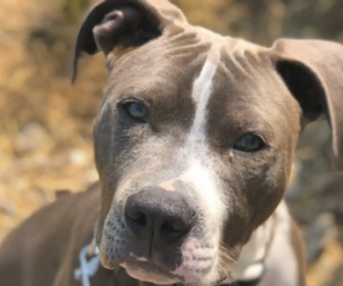 Close-up of a gray and white dog with blue eyes outdoors.