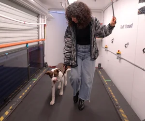 Woman training a dog in an indoor agility course with obstacles and safety features.