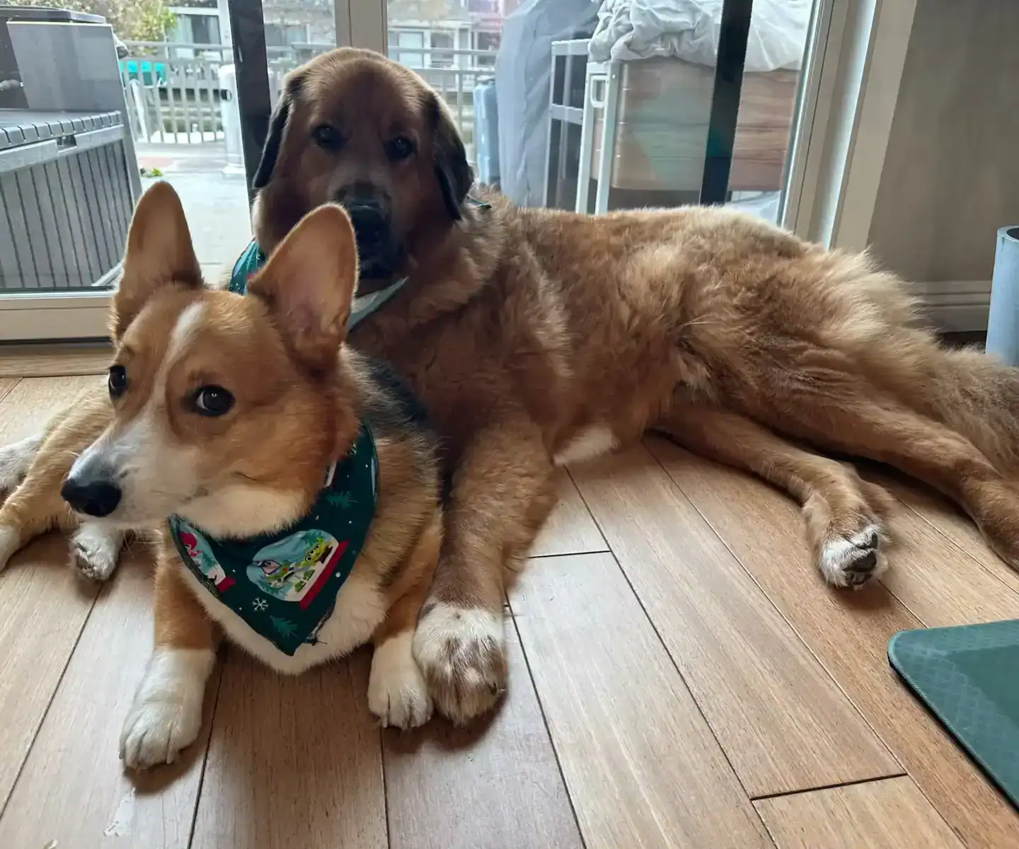 A Conversation with Annie & Pablo- Training, Growth, and Life with Clifford & Jude