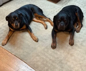 Two Rottweiler dogs lying on a beige carpet in a home setting.