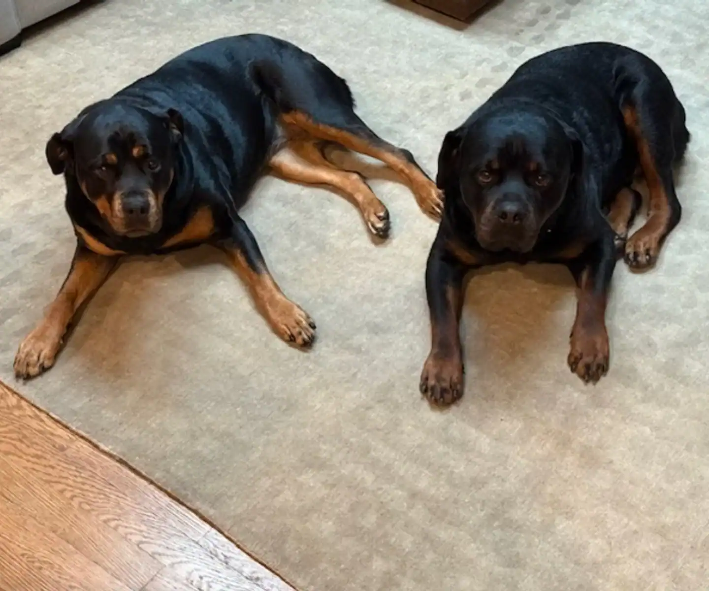 Two Rottweiler dogs lying on a beige carpet in a home setting.
