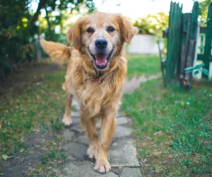 Happy golden retriever dog walking outdoors on a garden path.