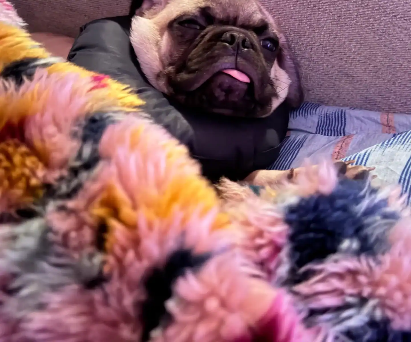 Cute French Bulldog puppy resting with colorful blanket and plush toy.
