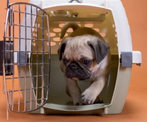 Cute pug puppy exiting a pet carrier, ready for training or play.