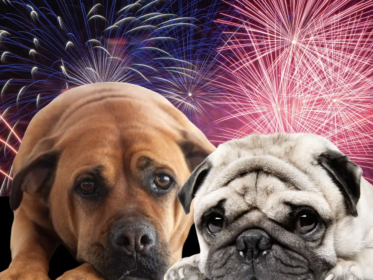 Cute dog and pug puppy with fireworks in the background for Dan Perata Training.