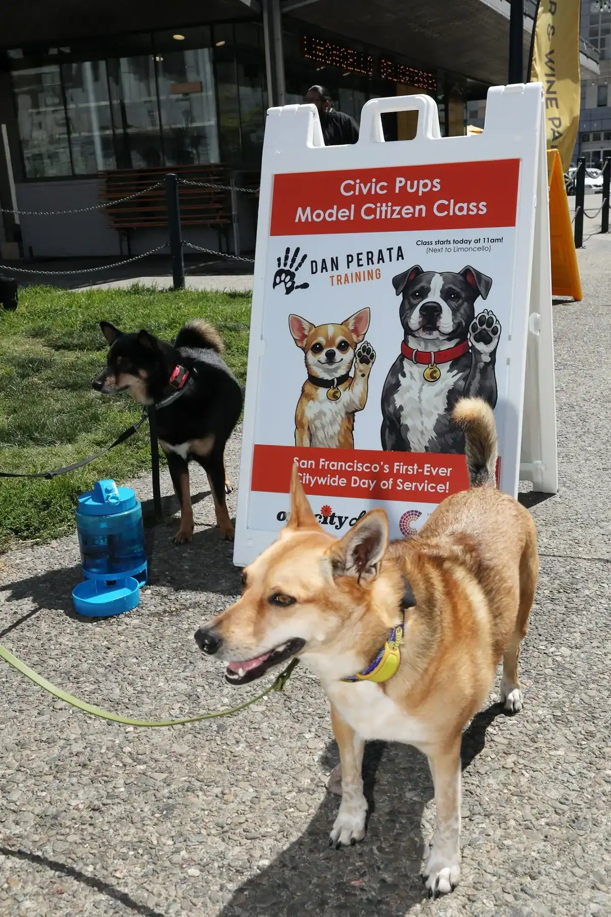 Civic Pups Pics Model Citizen Class