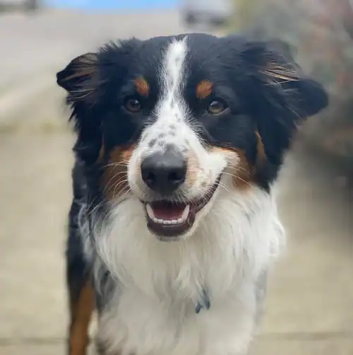 Happy Australian Shepherd dog outdoors with a friendly expression.