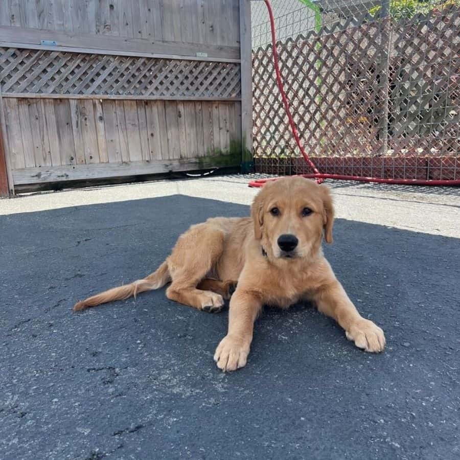Puppy outside during daycare at dan perata dog training
