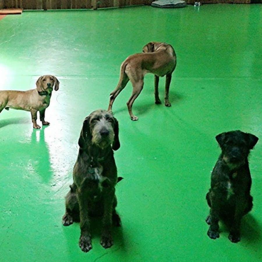 Group of dogs sitting and standing on a green indoor floor at dog training facility.