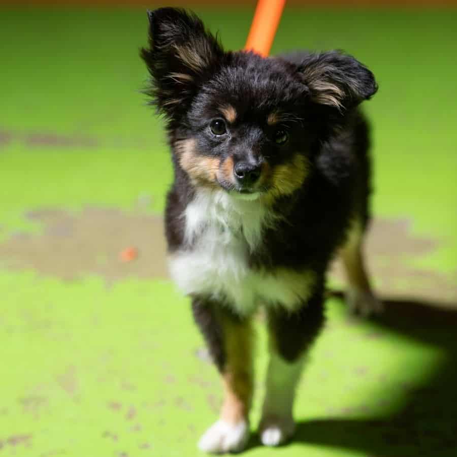 puppy during training at dan perata training facility in san francisco