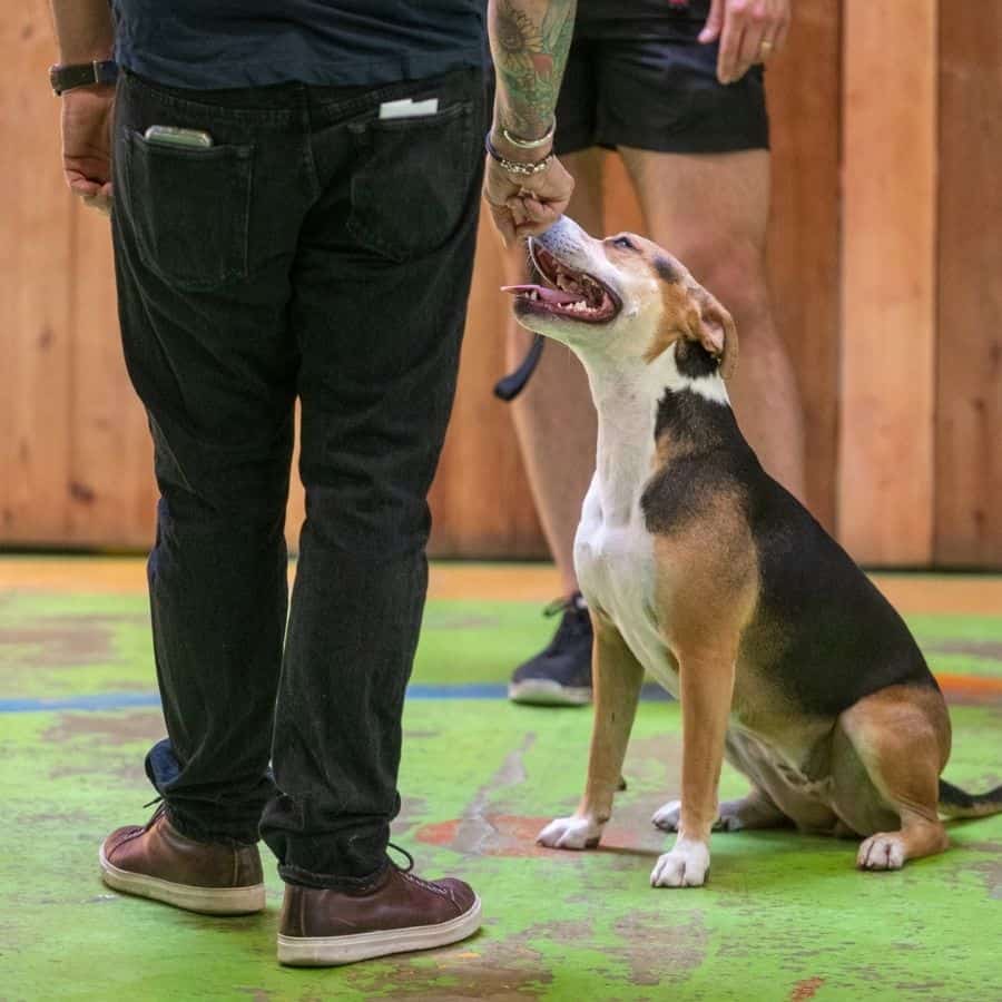 puppy training session with dan perata in san francisco