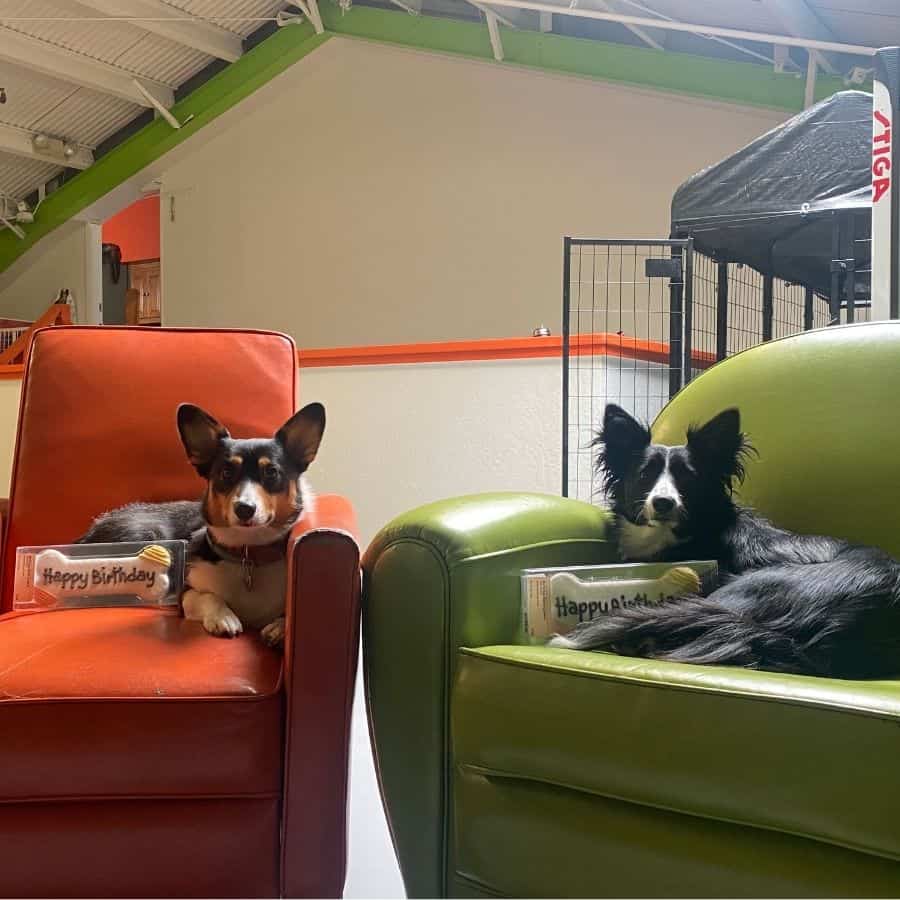 two dogs on chairs during dog boarding at dan perata in san francisco