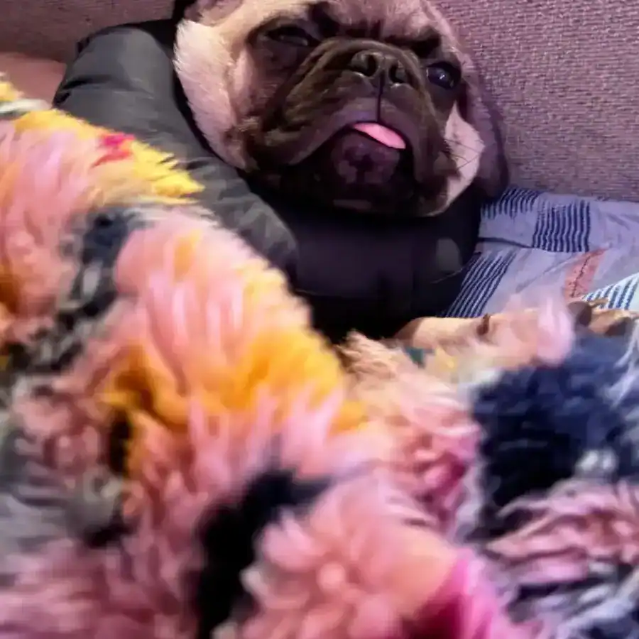Artie resting comfortably on a couch beside a colorful blanket.