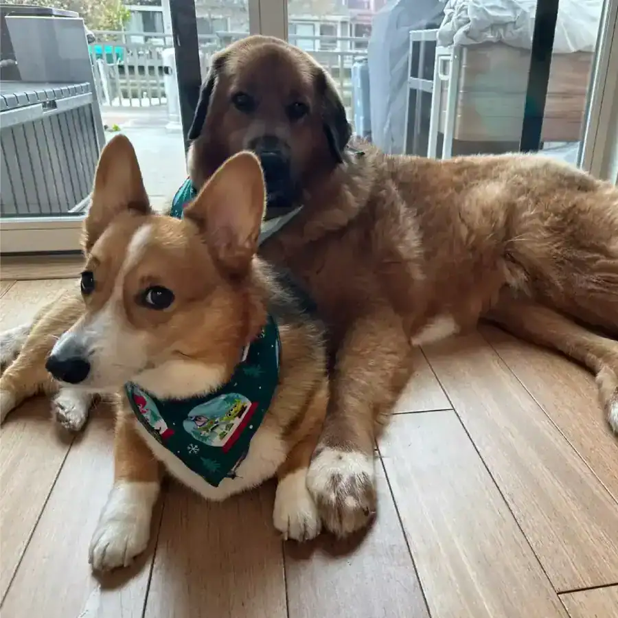 Clifford, the large brown dog, relaxing on the floor beside Jude, a smaller dog.